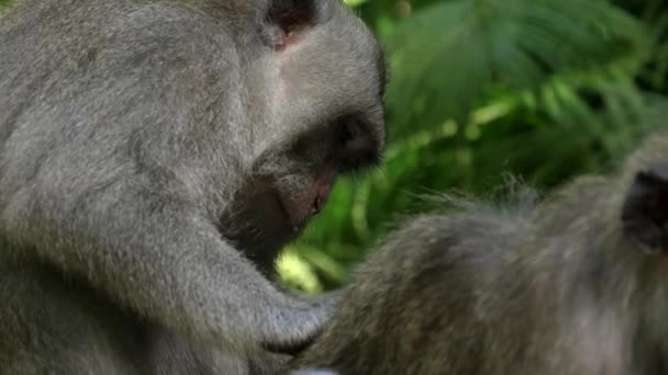 Пропілярний знімок макаки, що маринує іншого в лісі мавпи Убуд, Мака — стокове відео