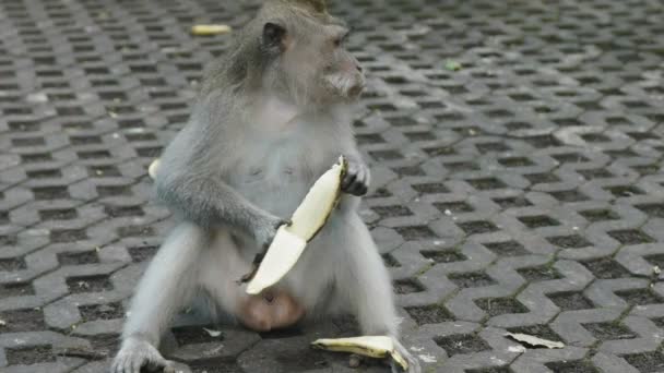 Макак сидит на земле и ест банан в обезьяньем лесу в Убуде на острове Бали — стоковое видео