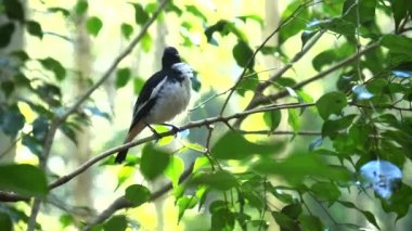 Bir dalın üzerine tünemiş Avustralyalı bir rençper.