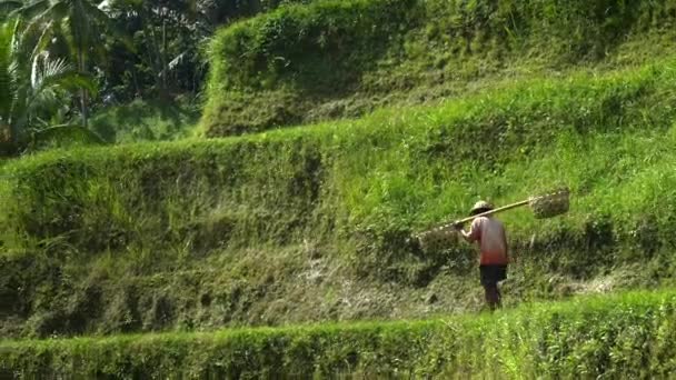 TEGALLANG, INDONESIEN - 17. JUNI 2017: ein alter Balinese mit einer Schulterstange in tegallang, bali — Stockvideo