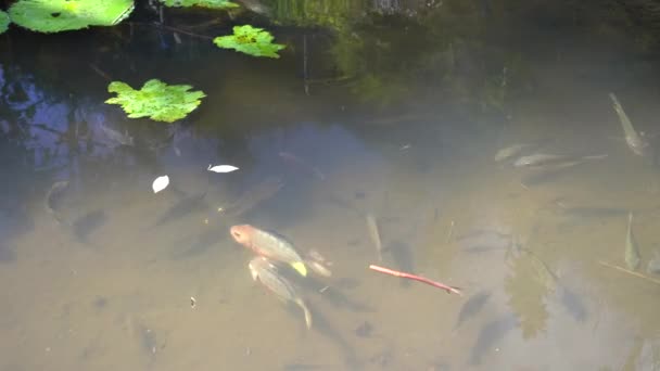 Две красные рыбы плавают в пруду на тегалланговых рисовых террасах — стоковое видео