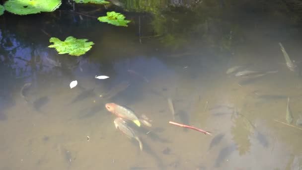 deux poissons rouges nageant dans un étang aux terrasses de riz tegallang 