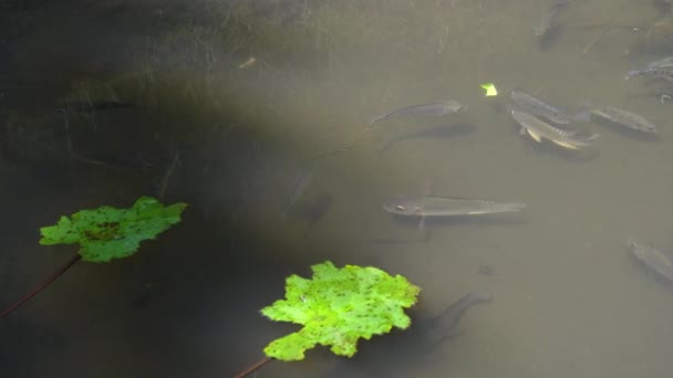 Close-up shot van vis in een vijver bij tegallang rijst terrassen op bali — Stockvideo