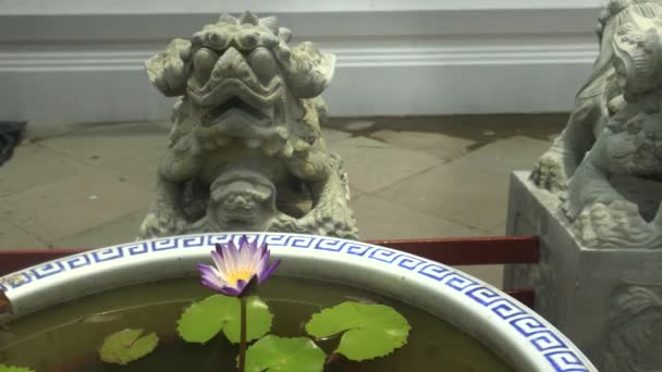 Chinesische Löwenstatue und Seerose in einem Topf im wat arun Tempel, bangkok — Stockvideo