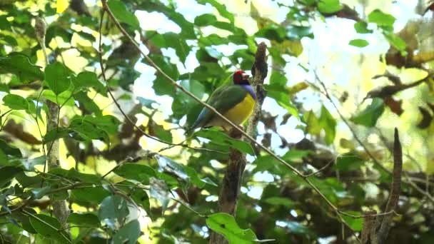 Medium shot of a colorful gouldian finch — Stock Video