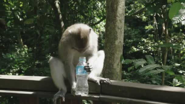Ένα μακάκ με ένα μπουκάλι νερό Ubud δάσος μαϊμού, μπαλί — Αρχείο Βίντεο