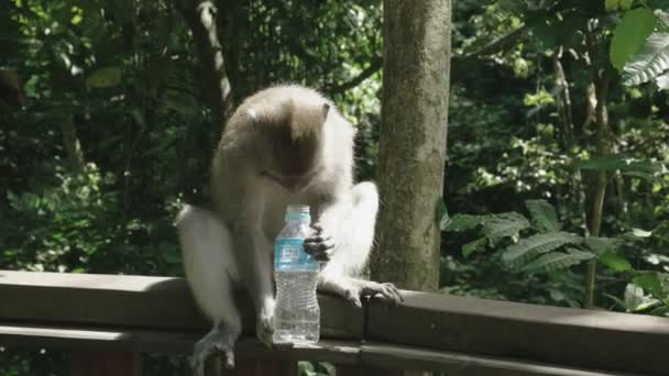 un macaque avec une bouteille d'eau ubud forêt de singes, bali 