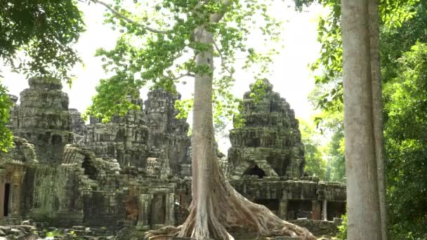 Jedwabne bawełniane drzewo deszczowe w angkors banteay kdei ruiny świątyni — Wideo stockowe