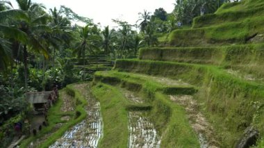 Turistler Bali 'deki Tegallang' da pirinç tarlaları boyunca yürürler.