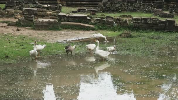 Primer plano de una bandada de gansos en el templo de bayon, cambodia — Vídeos de Stock