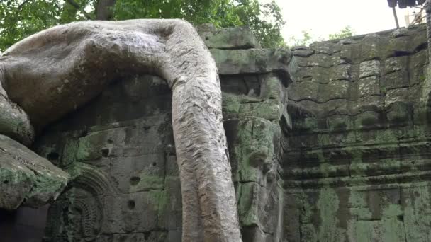 Inclinar hacia abajo de cerca de una gran raíz de árbol en ta prohm templo cerca de angkor wat — Vídeos de Stock