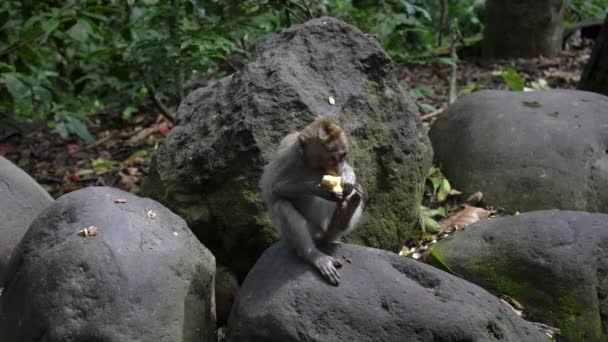 Макак, поедающий сладкий картофель в лесу обезьян Убуд, бали — стоковое видео