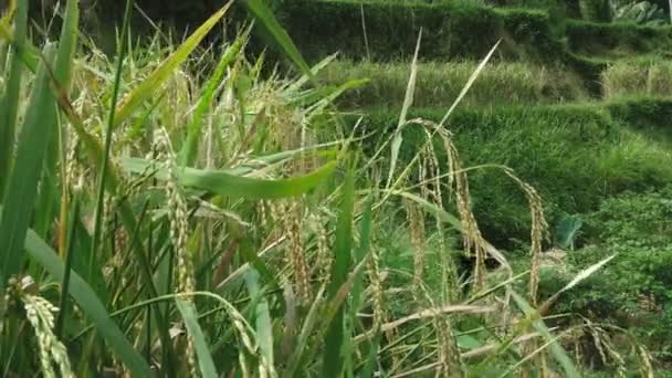 Nahaufnahme von Reispflanzen mit reifen Körnern auf Reisterrassen von Tegallang — Stockvideo