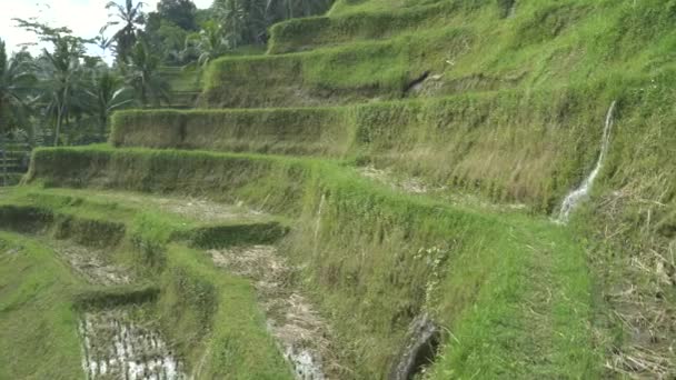 Casserole d'anciennes terrasses de riz à tegallang en bali — Video