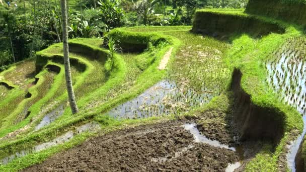 Högpanorering skott av ris terrasser på tegallang, Bali — Stockvideo