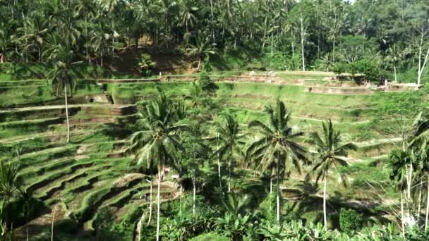 Vue large sur les collines en terrasses pour la riziculture à tegallang bali — Video