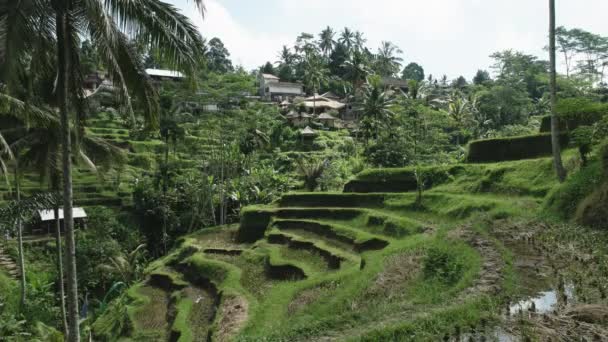 Casas e terraços em terraços de arroz tegallang, bali — Vídeo de Stock