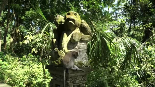 Colpo ad angolo basso di un macaco dalla coda lunga su una statua di scimmia a bali — Video Stock