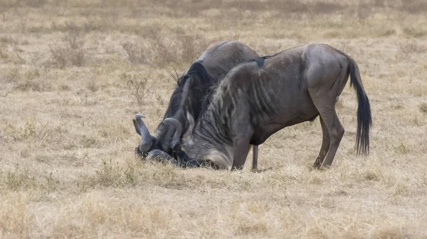 Zwei männliche Gnus duellieren sich am Ngorongoro-Krater — Stockfoto