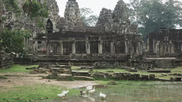 Rebanho de gansos fora do templo de baião em cambodia — Vídeo de Stock