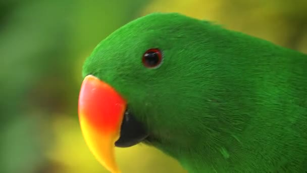 Extreme close-up van een mannelijke eclectus papegaai — Stockvideo