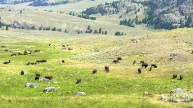 Yellowstone 'da otlayan bir bizon sürüsünün geniş açılı görüntüsü