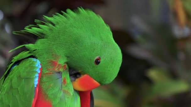 Primer plano de un loro eclectus macho verde preparando sus plumas — Vídeo de stock