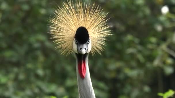Nahaufnahme eines Kranichs mit grauer Krone vor der Kamera im Vogelpark von Bali — Stockvideo