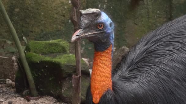 Close-up van een noordelijke cassowary in bali — Stockvideo