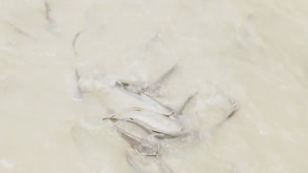 High angle view of catfish being fed bread in the chao phraya river — Stock Video