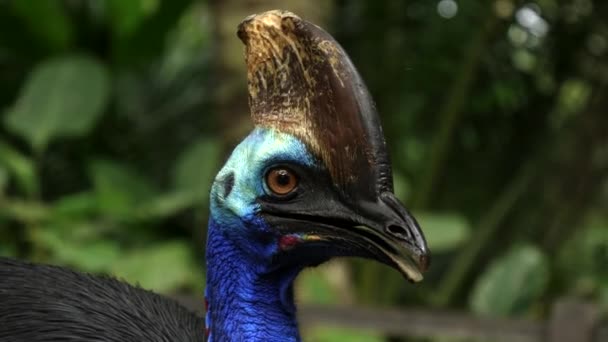 Close up of a southern cassowary in bali — Stock Video