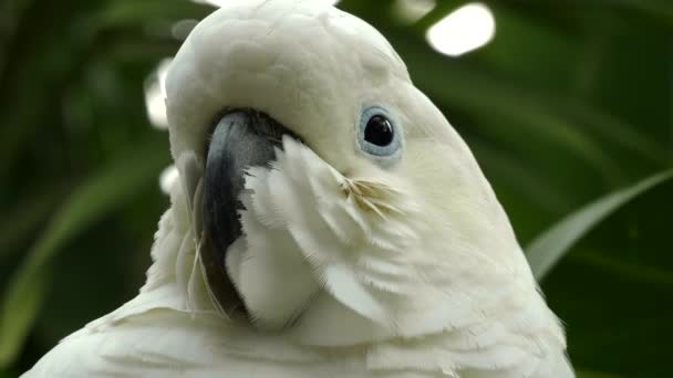 Extreme close up ενός cockatoo με θειάφι στο πάρκο Bali Bird στο νησί Bali — Αρχείο Βίντεο
