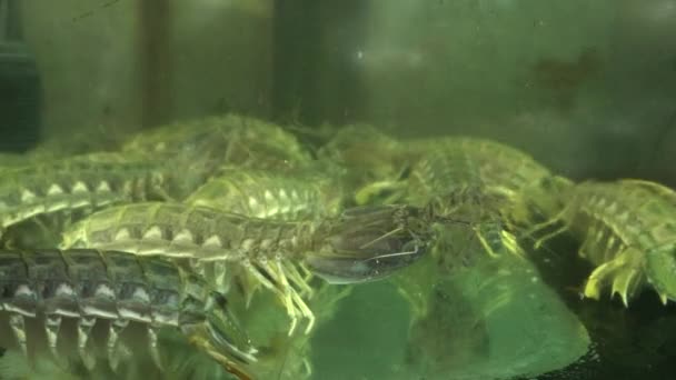 Bidsprinkhaan garnalen in een restaurant vis tank wachtend om te worden in chinatown gekookt — Stockvideo