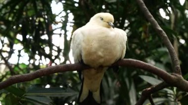Fareli köyün güvercini Bali 'de bir dalda uyuyor.