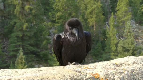 Close up of a raven in yellowstone — Stock Video