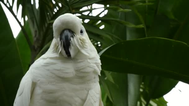 Närbild av en svavel crested cockatoo — Stockvideo