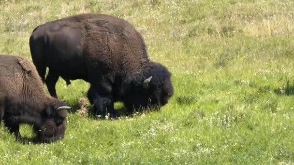 Yellowstone Ulusal Parkı Lamar Vadisi 'nde otlayan iki bizon boğası. — Stok video