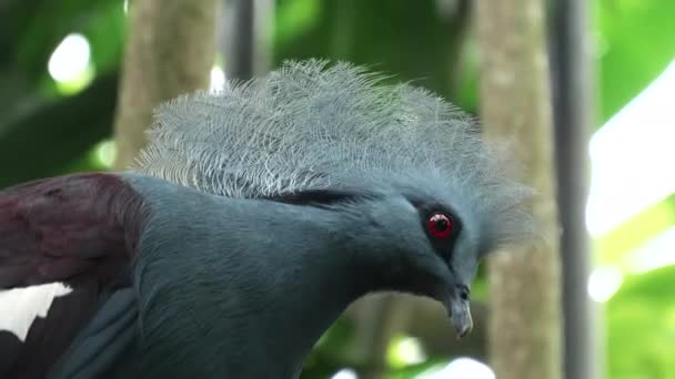 Gros plan d'un pigeon couronné de l'ouest perché dans un arbre — Video
