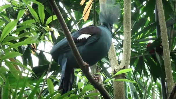 Западный коронный голубь, сидящий на дереве на бали — стоковое видео