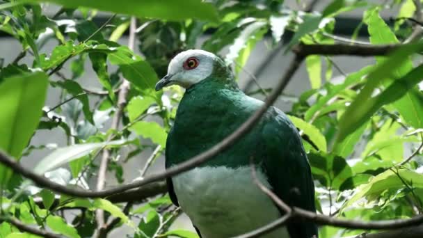 Крупным планом белоснежного имперского голубя в парке балийских птиц на острове Бали — стоковое видео