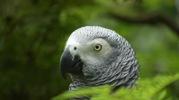 Gros plan de la tête d'un perroquet gris africain — Video