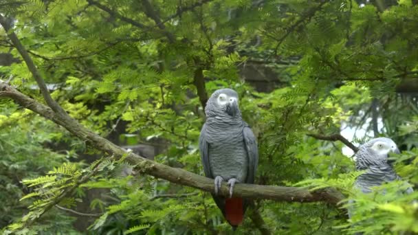 Plan large d'un perroquet gris africain sur bali — Video