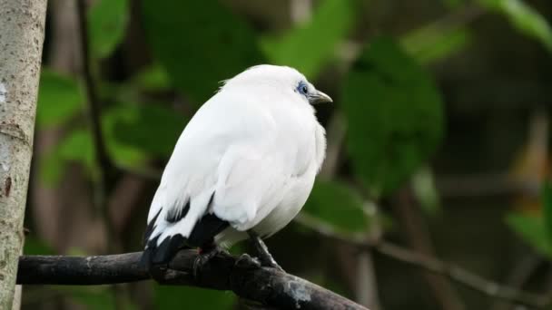 Балійський птах Міна в парку птахів Балі — стокове відео