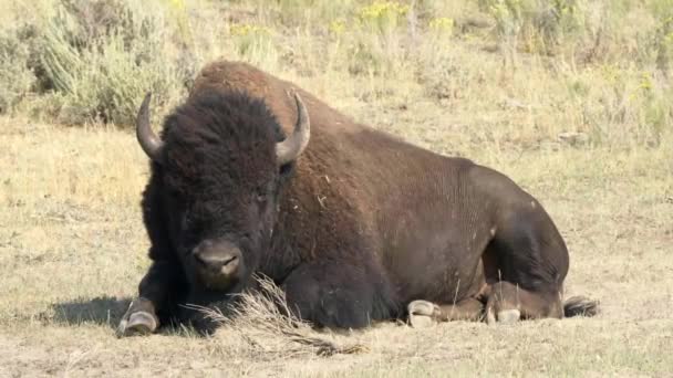 Nagy bölény bika ül a földön Lamar völgyben, sárgakő — Stock videók