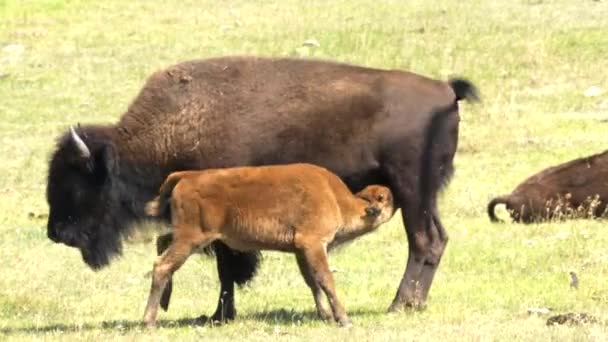 Egy bölény borjú fej feneke az anyjának tőgyét a Yellowstone Nemzeti Parkban — Stock videók