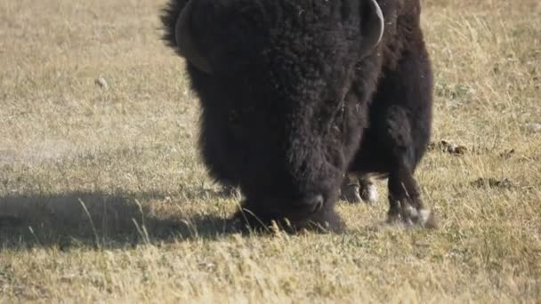 Close up front view of a bison pawing ground in yellowstone national park — Stock Video