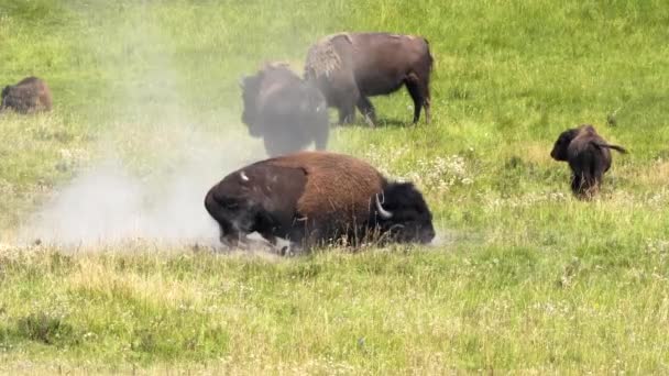 Yellowstone Ulusal Parkı 'ndaki tekdüzelik sırasında çamurda yuvarlanan bir bizon boğası. — Stok video