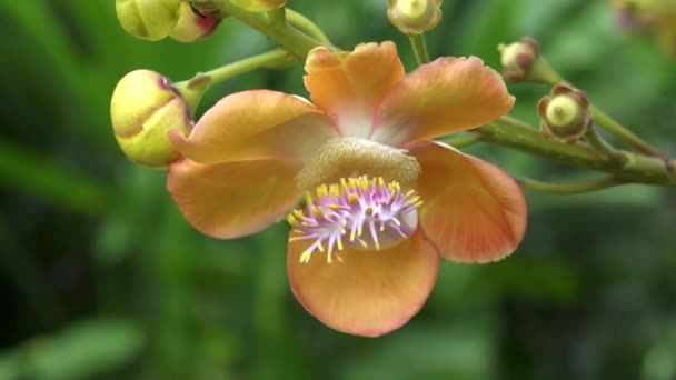 Close-up van kanonskogel boom bloemen bij bali — Stockvideo