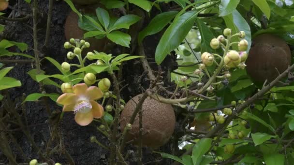 Ágyúgolyó fa gyümölcs egy fán Balin — Stock videók