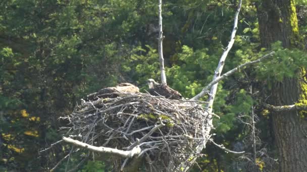 Osprey пташенята на гнізді, дивлячись навколо жовтого каменю — стокове відео